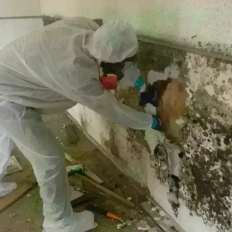 Mold Remediation and Removal in Wise, VA